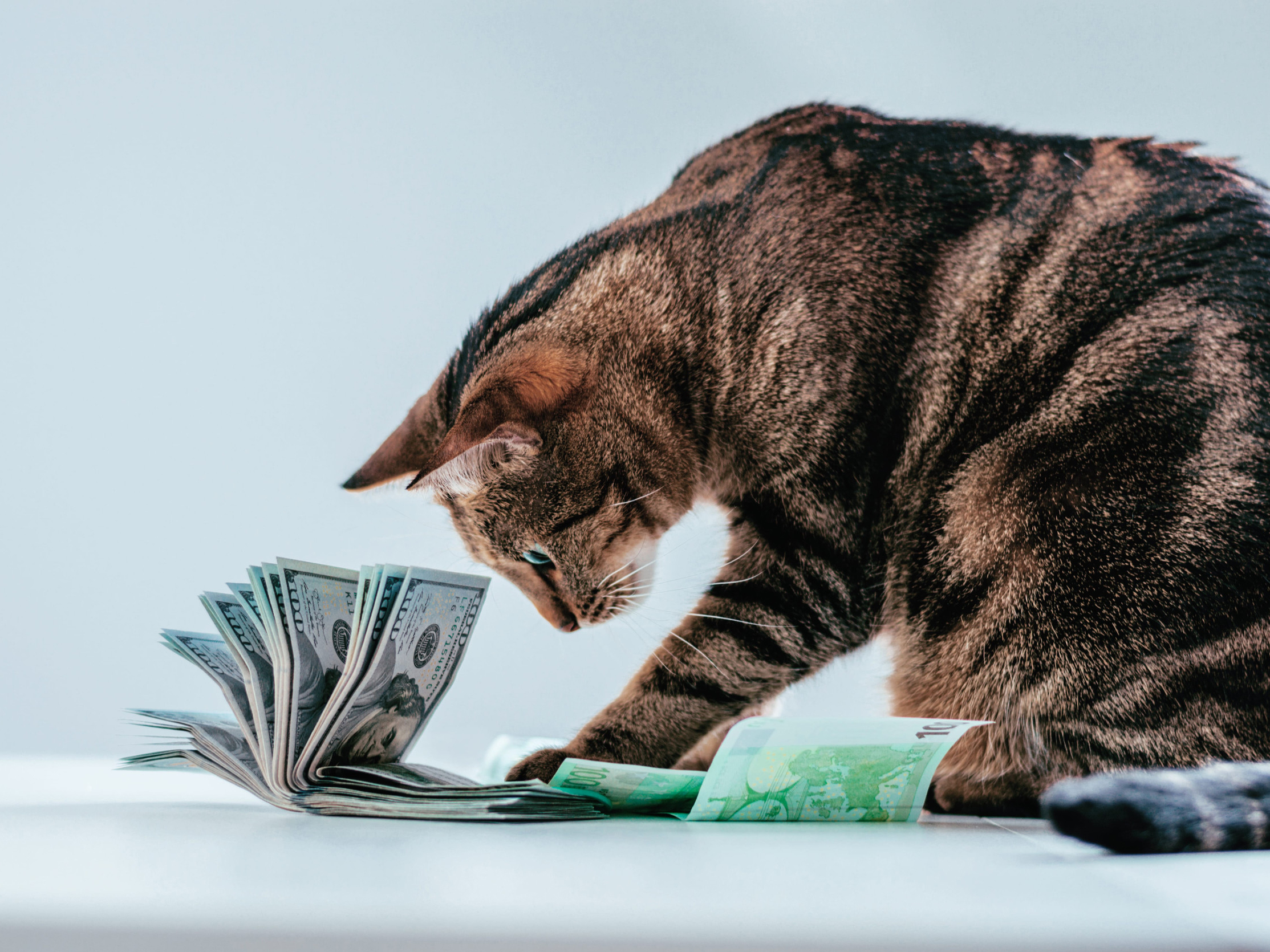 Pet Sitting for Extra Cash